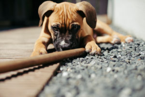 Pet, dog Pet, dog
